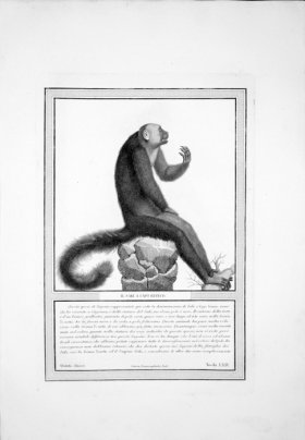(image for) The_Monkeys_13