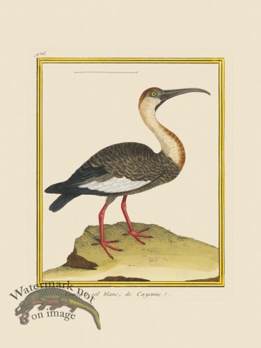 (image for) Martinet Bird 976