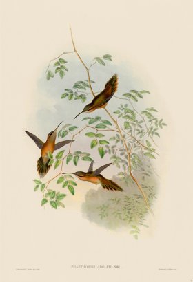 Gould Hummingbird 035