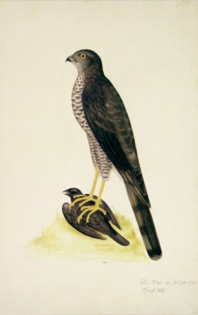 180 Swedish Birds . Falco Nisus.Sparrow Hawk.Male