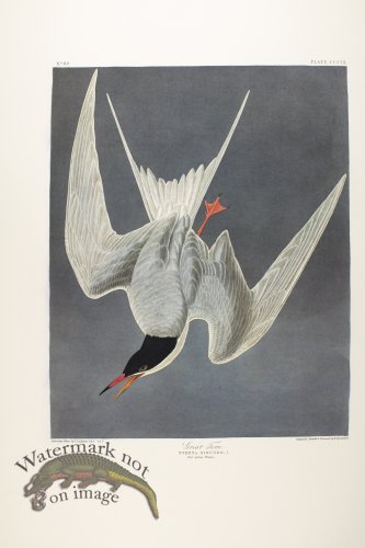 (image for) Great Turn