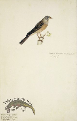 (image for) 78 Swedish Birds . Emberiza Hortulana, Ortolan Bunting
