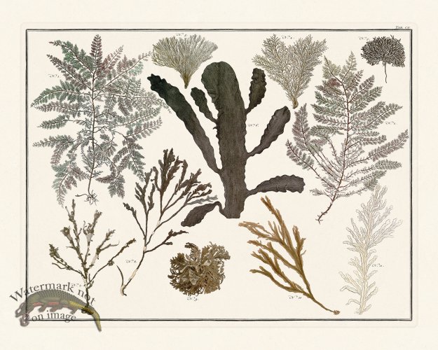 (image for) Seba B2 102 Seaweed