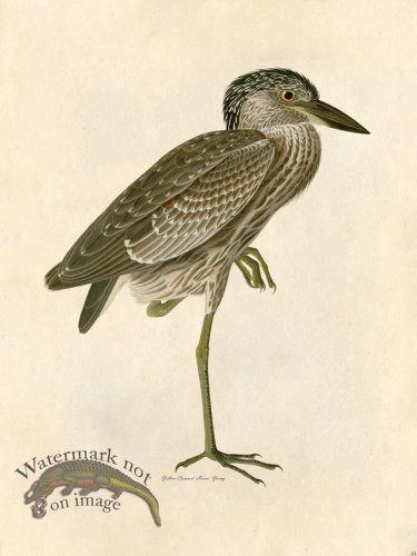 (image for) Yellow Crowned Heron, Young - Tribute Bd 44