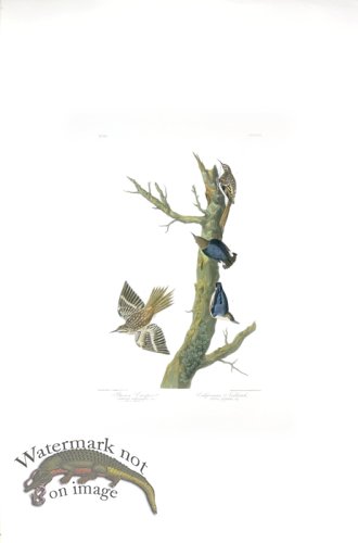 (image for) Golden-Winged Warbler