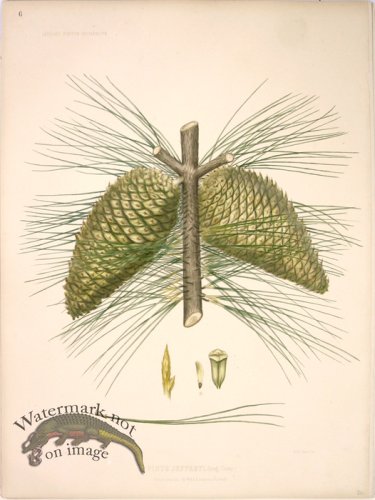 (image for) Lawson Pine Cone 11