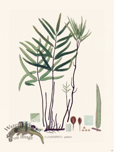 (image for) Ferns of Brazil 30