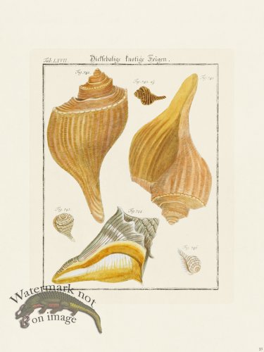 (image for) Martini Shells 025