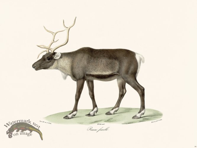Cuvier 008 Female Reindeer
