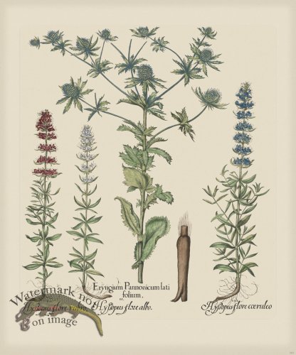 (image for) Besler 283 Colored B2