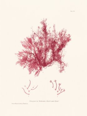 Bradbury Seaweed 104