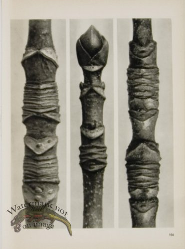 (image for) Blossfeldt T 104