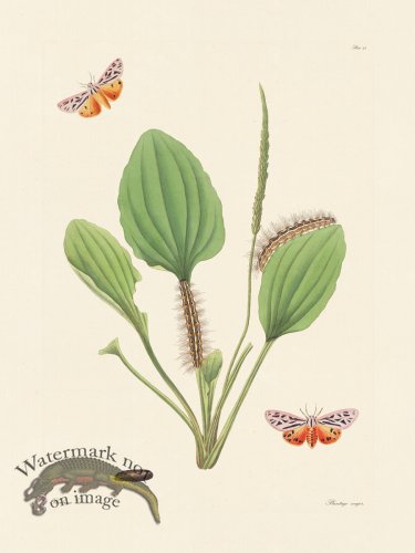 (image for) Abbot Butterfly 063