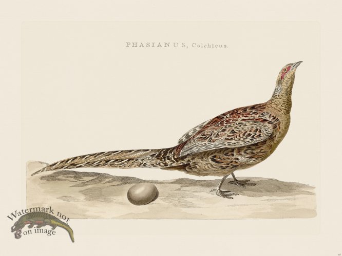 (image for) Nozeman Bird 117