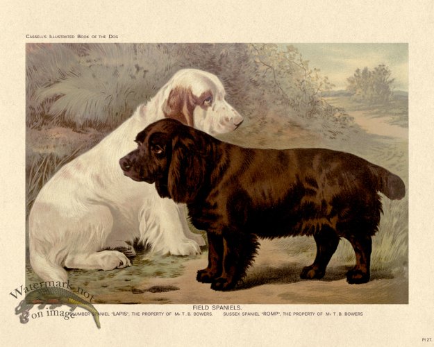 (image for) Cassell Dog 27