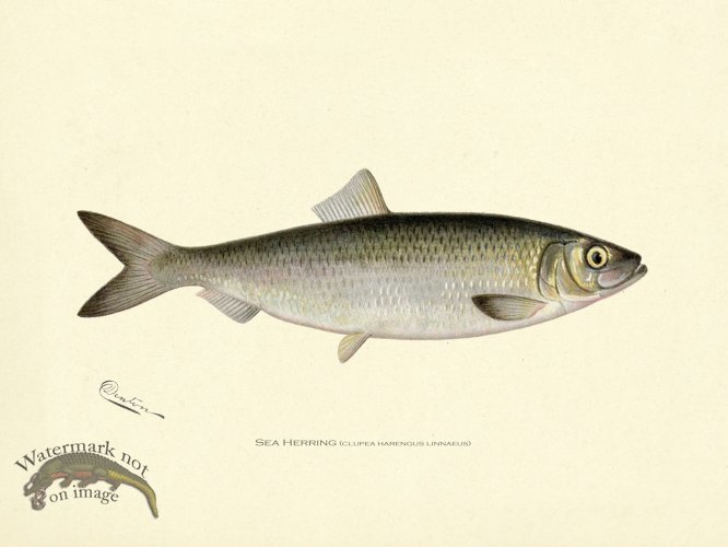 (image for) Sea Herring