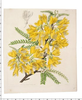 Curtis Botanical 047