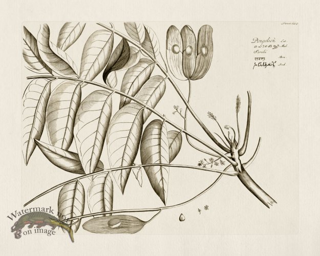 (image for) HORTUS VOl 06 15