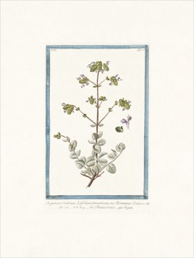 Bonelli 276 Spanish Hops