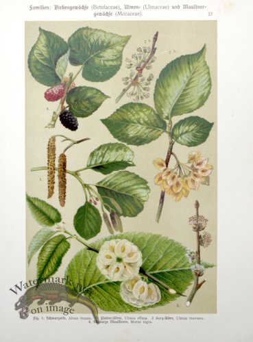 (image for) Botanical Atlas 1911 19