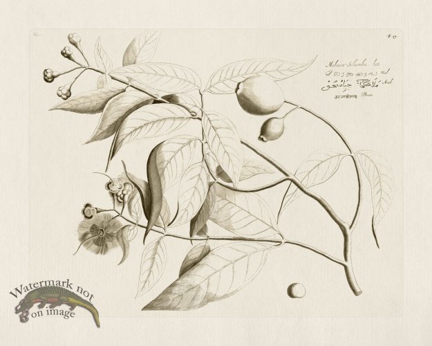 (image for) HORTUS VOL 01 17