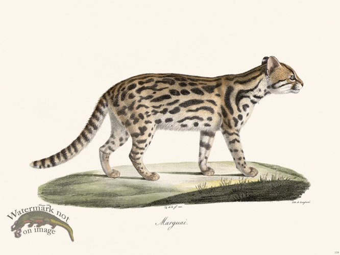 (image for) Cuvier 119 Margay Cat of S America