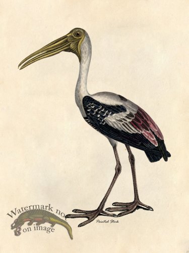 (image for) Painted Stork - Tribute Bd 27
