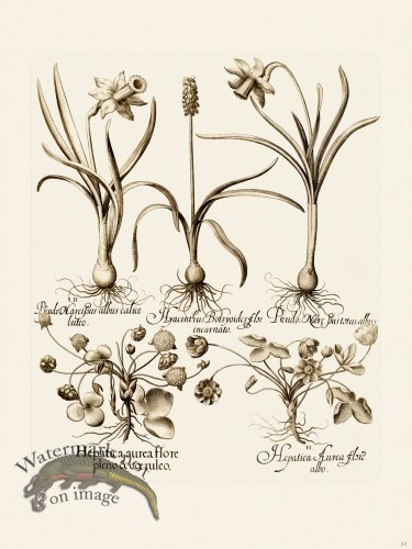 (image for) Besler 034 B1