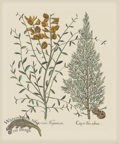 (image for) Besler 138 Colored B2