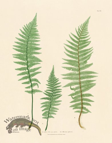 (image for) Bradbury Fern 21