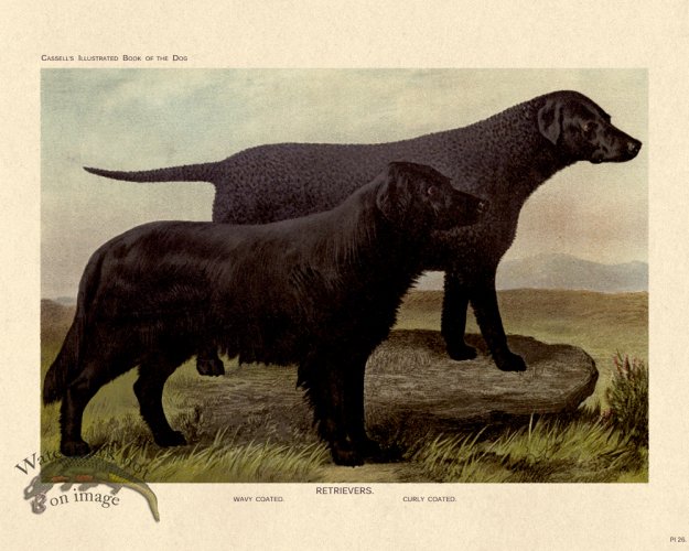 (image for) Cassell Dog 26