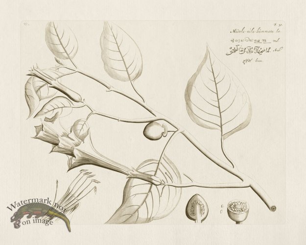 (image for) HORTUS VOL 02 30