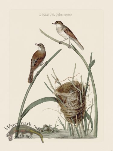 (image for) Nozeman Bird 177