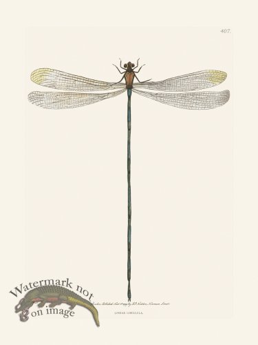 (image for) 407 Linear Libellula
