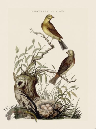 (image for) Nozeman Bird 184