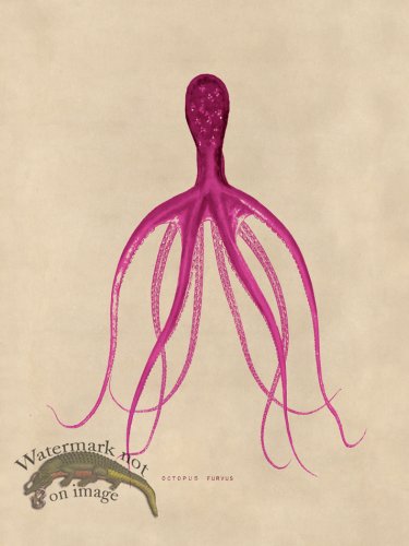 (image for) Octopus Pink 21