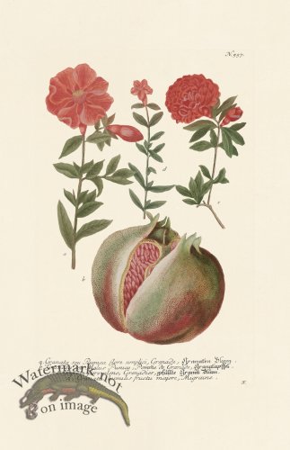 (image for) Weinmann PL 557