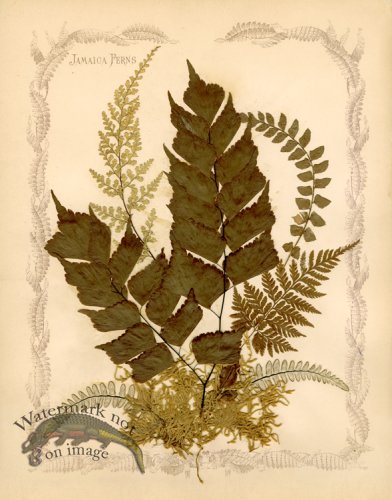 (image for) Jamaican Fern 6oc