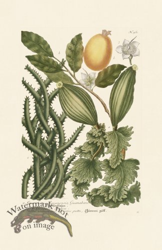 (image for) Weinmann PL 562