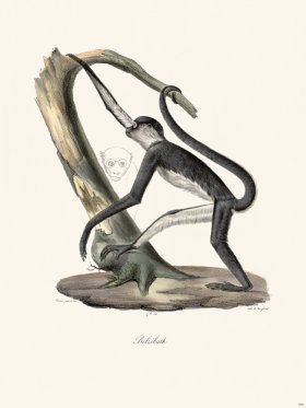 Cuvier 398 Beelzebub