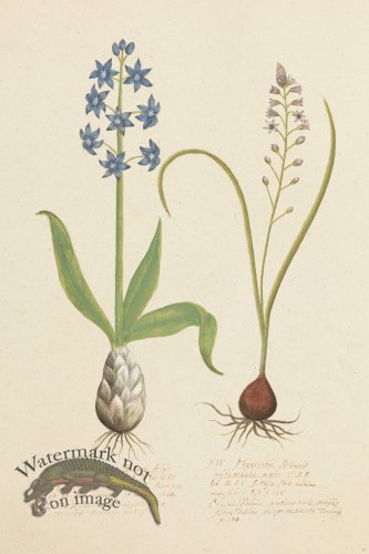 (image for) Blomboken 012