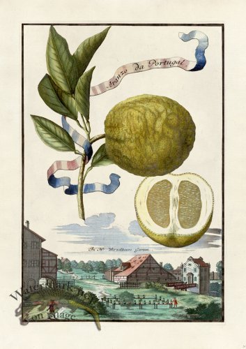 (image for) Volckamer 024