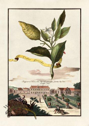 (image for) Volckamer 074