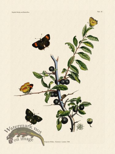 Wilkes Butterflies 025