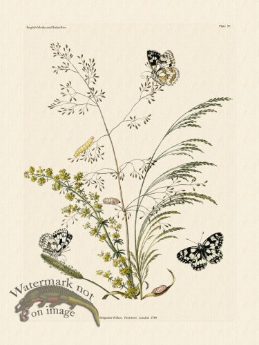 (image for) Wilkes Butterflies 097