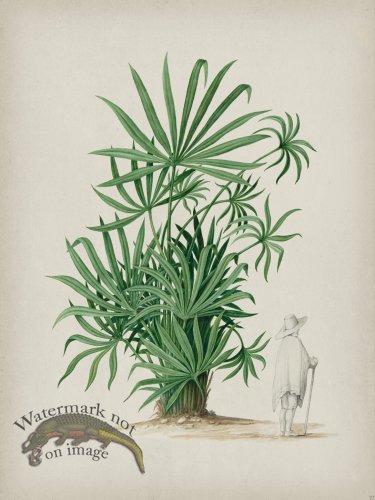 (image for) Andean Botanicals 037