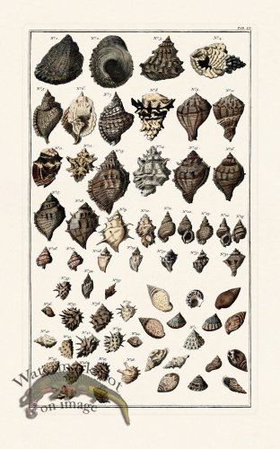 (image for) Seba B2 060