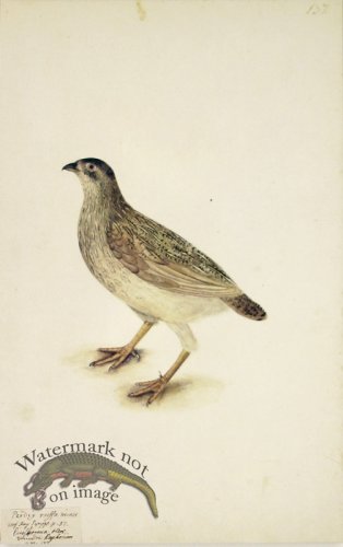 (image for) 137 Swedish Birds . Perdix Ruffa Minor, Partridge