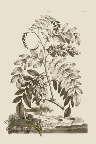 (image for) Abraham Munting 008