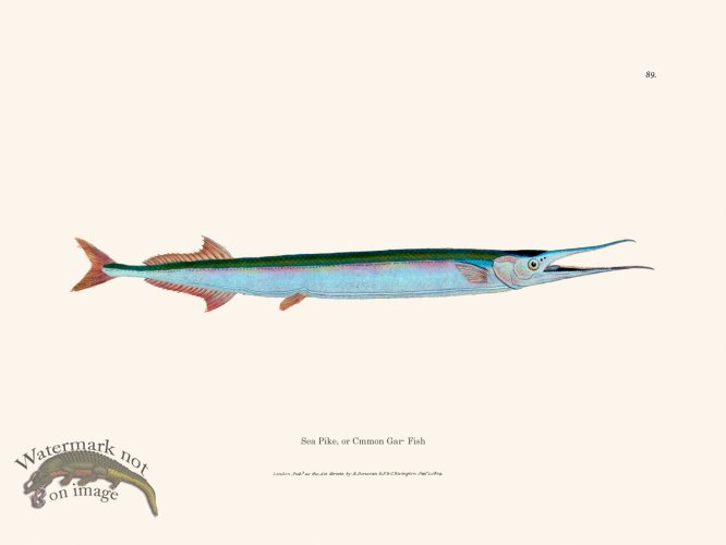 (image for) 089 Cmmon Gar- Fish